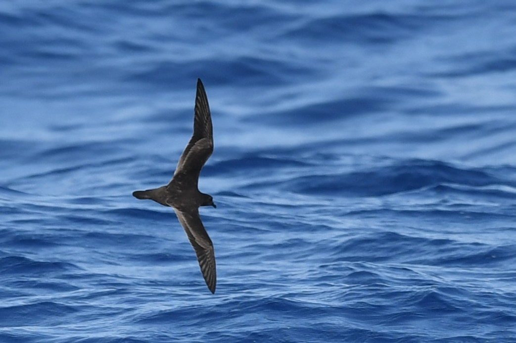 Bulwer's Petrel - ML644069978