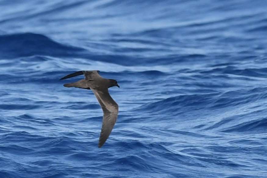 Bulwer's Petrel - ML644069979