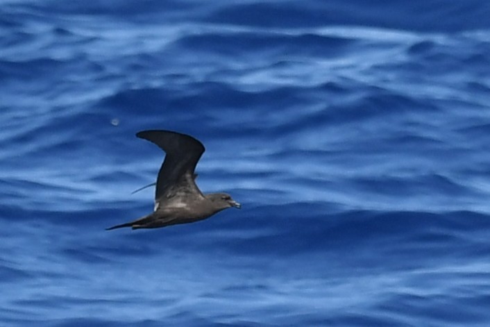 Bulwer's Petrel - ML644069980