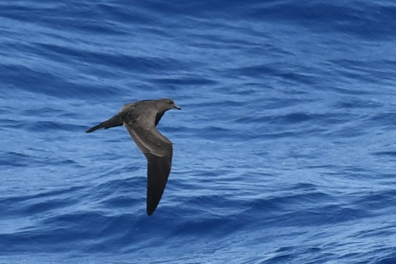 Bulwer's Petrel - ML644069981