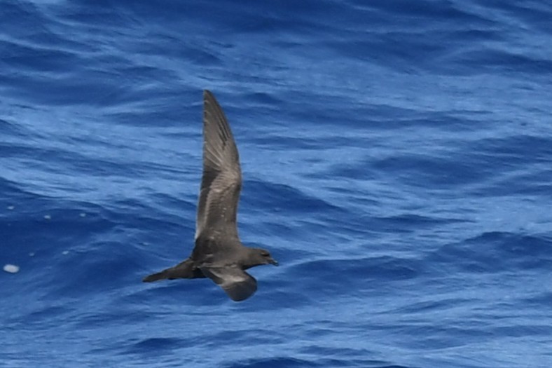 Bulwer's Petrel - ML644069982