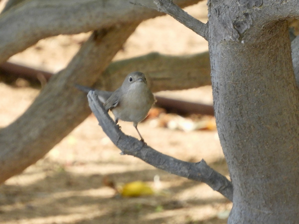 メネトリームシクイ - ML644070002