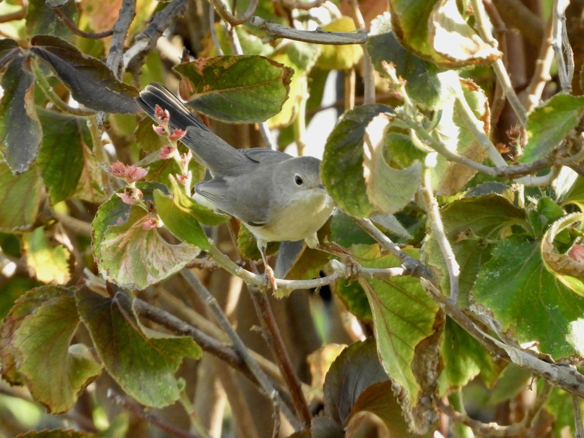 メネトリームシクイ - ML644070003