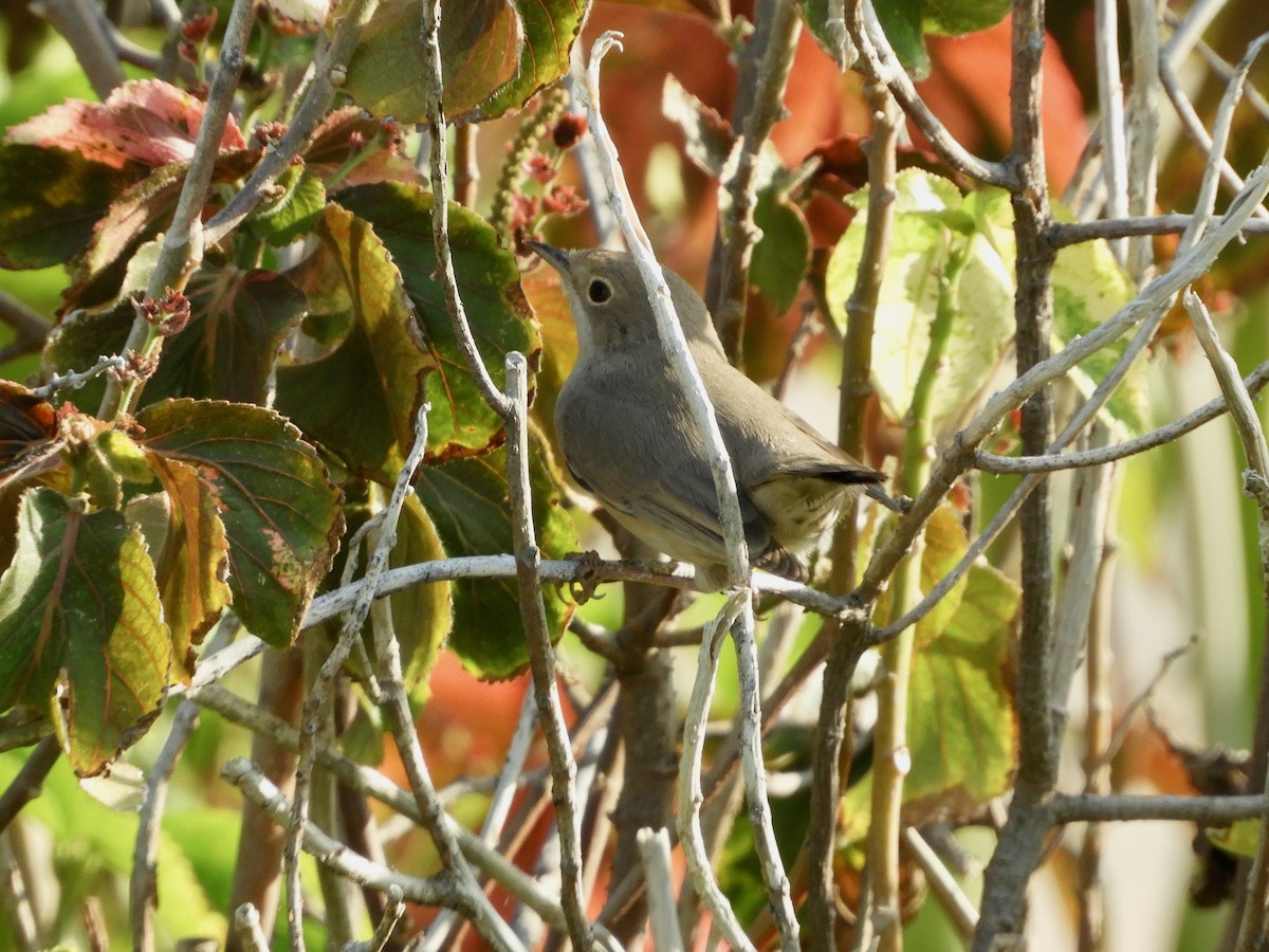 メネトリームシクイ - ML644070004