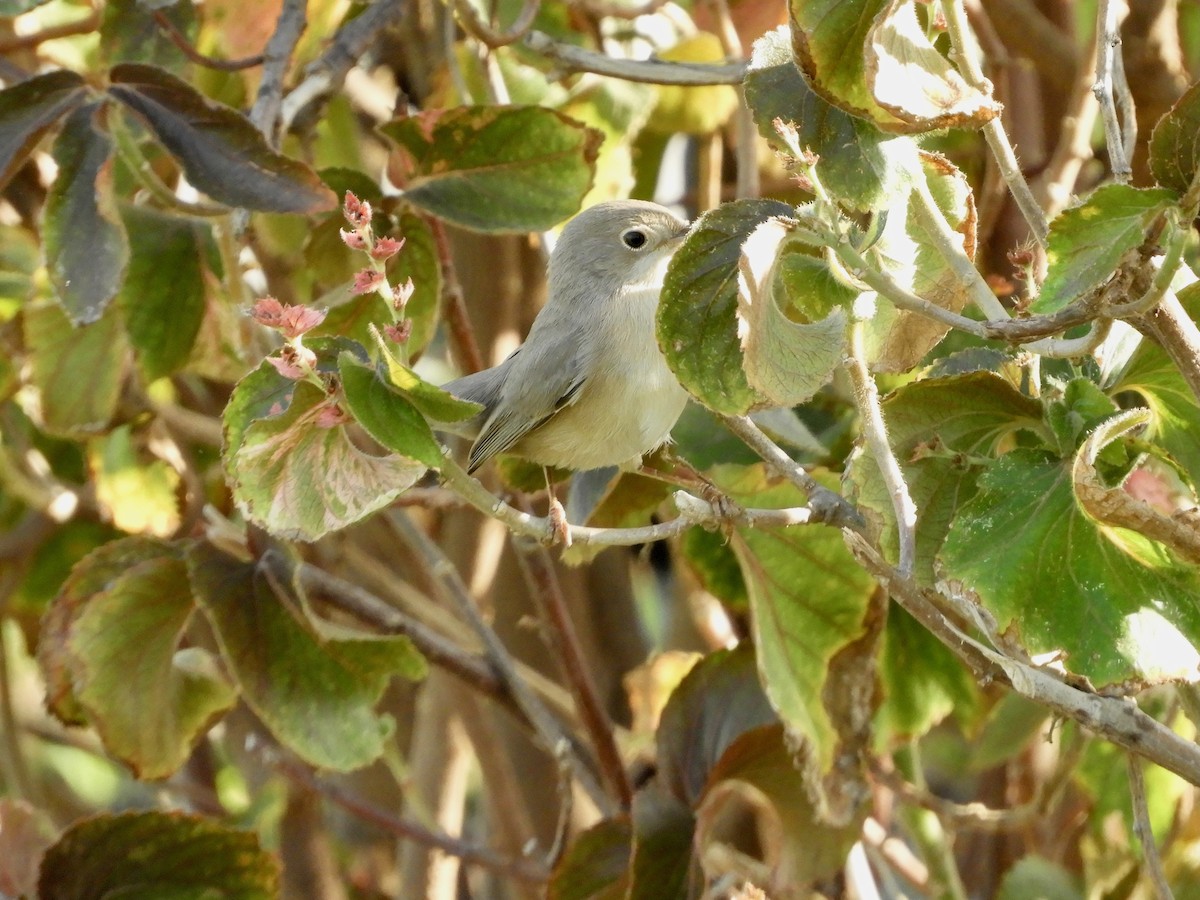 メネトリームシクイ - ML644070005