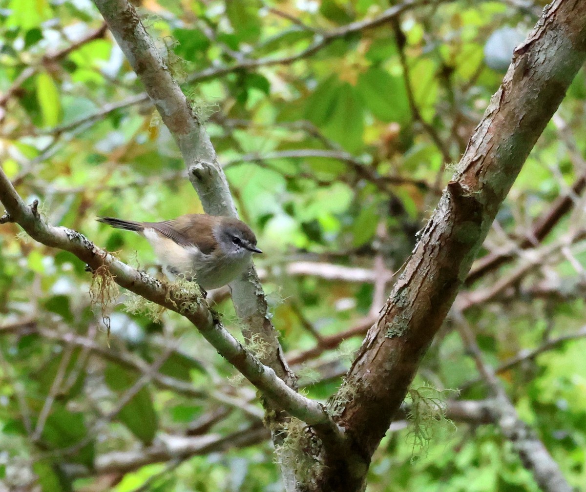 Brown Gerygone - ML644070007
