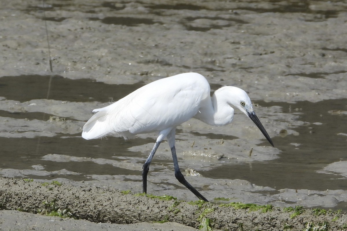 Little Egret - ML644070013