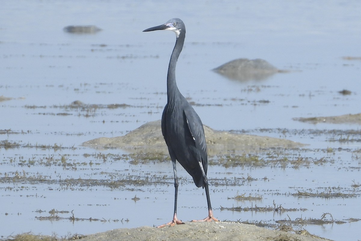Little Egret (Dimorphic) - ML644070017