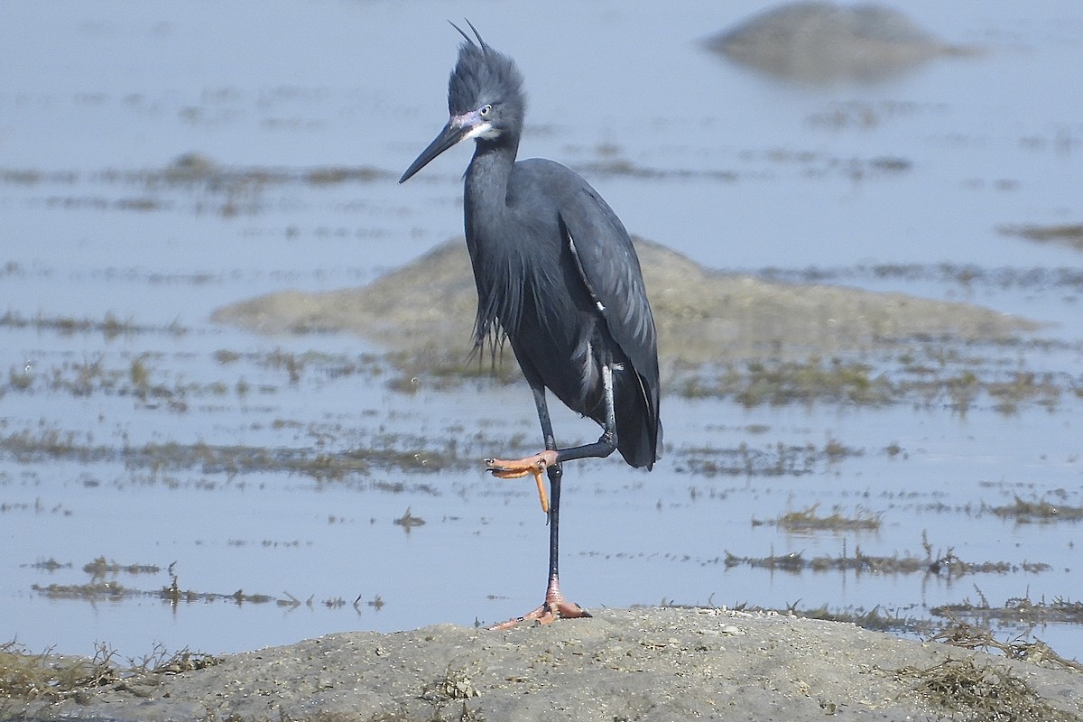 Little Egret (Dimorphic) - ML644070018