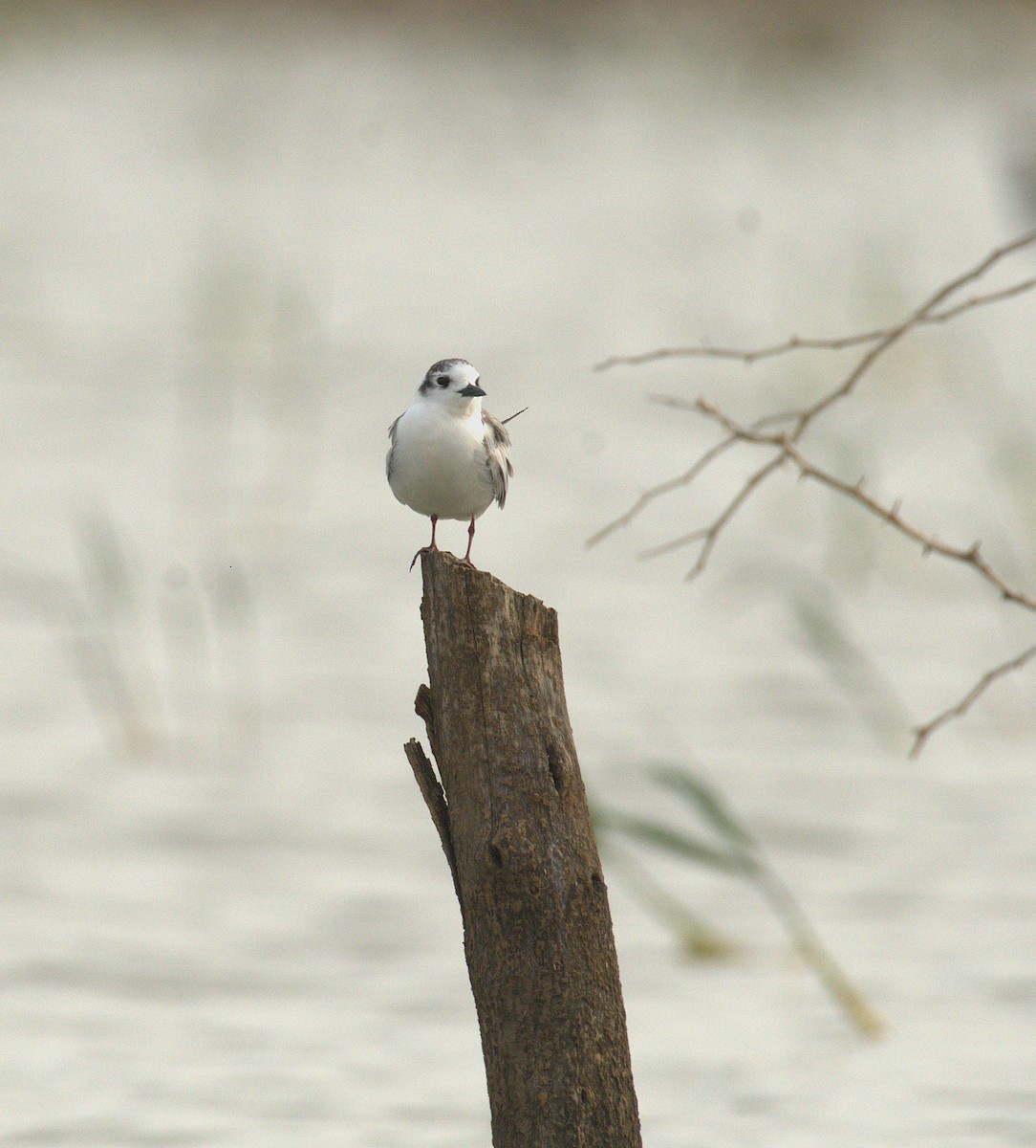 White-winged Tern - ML644070019
