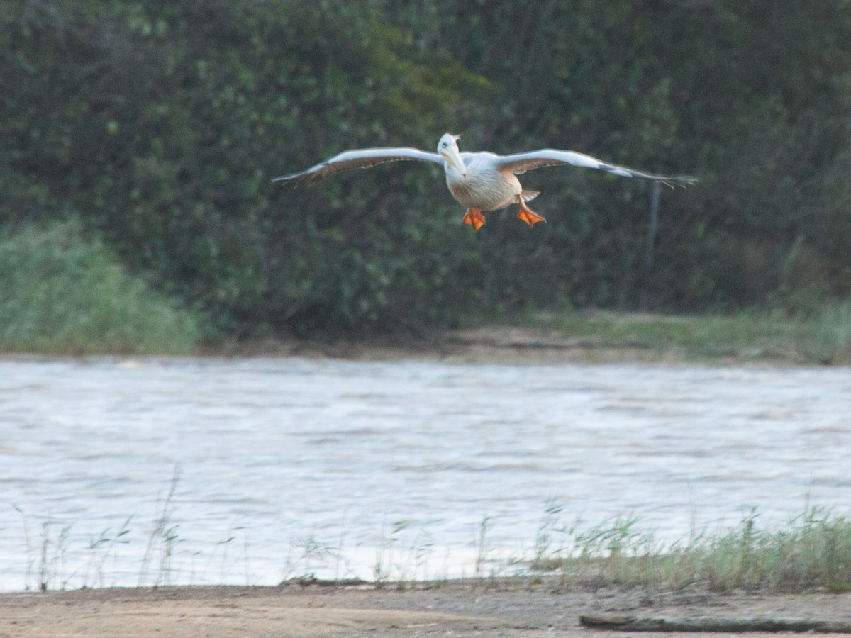Pink-backed Pelican - ML644070021