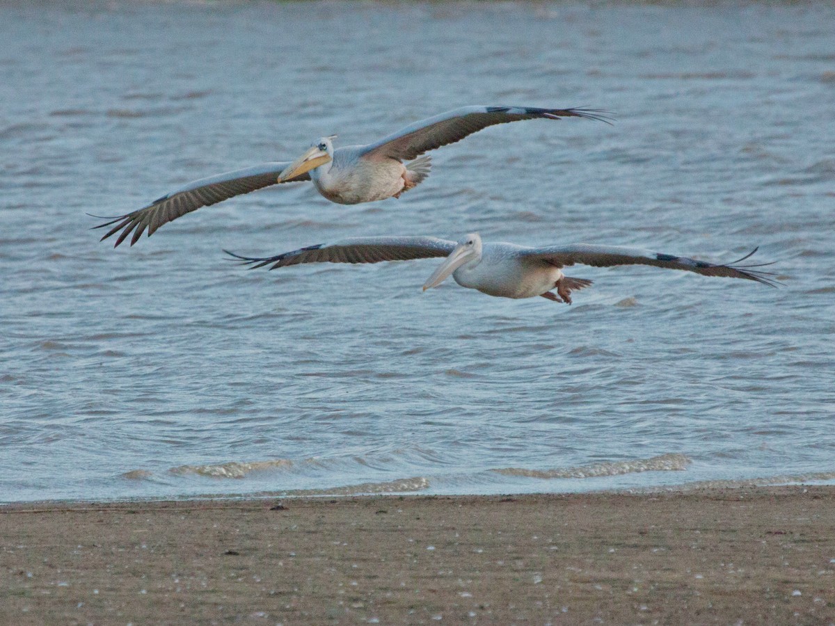 Pink-backed Pelican - ML644070022