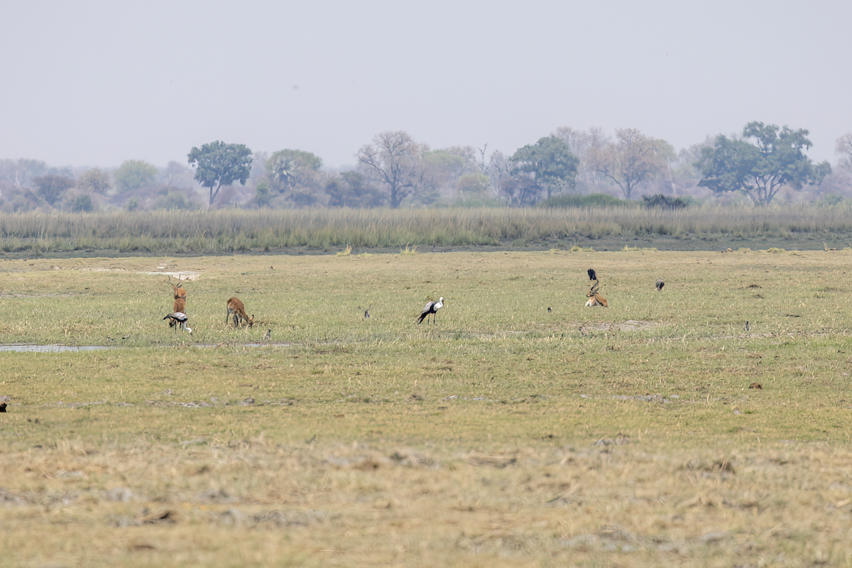 ホオカザリヅル - ML644070028