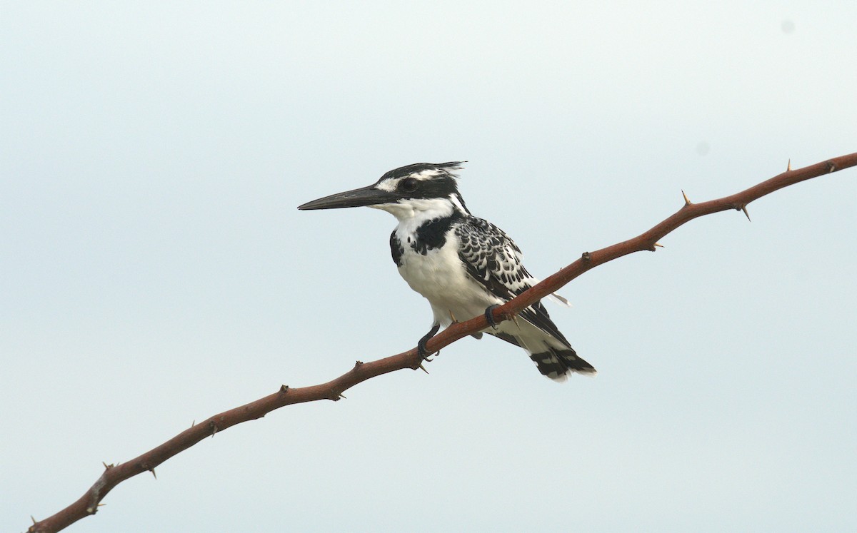Pied Kingfisher - ML644070044