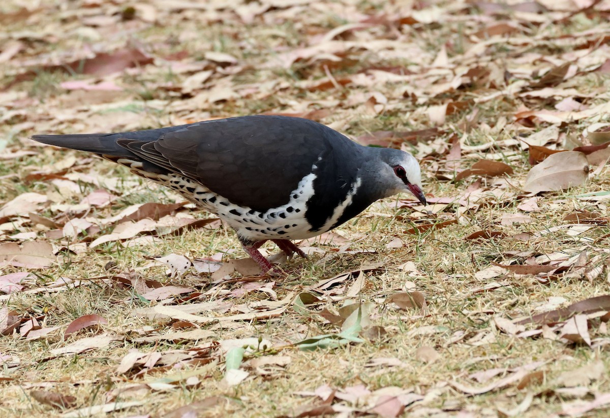 Wonga Kumrusu - ML644070057