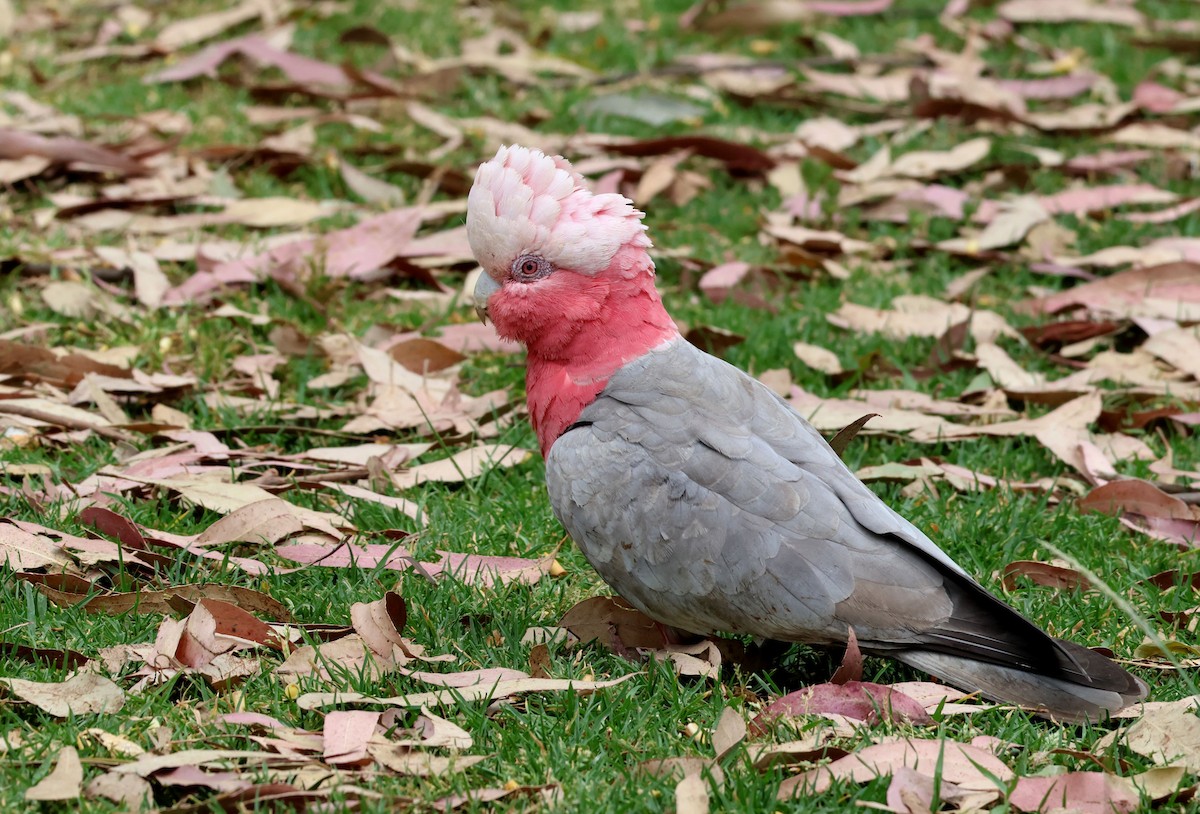 Galah - ML644070067