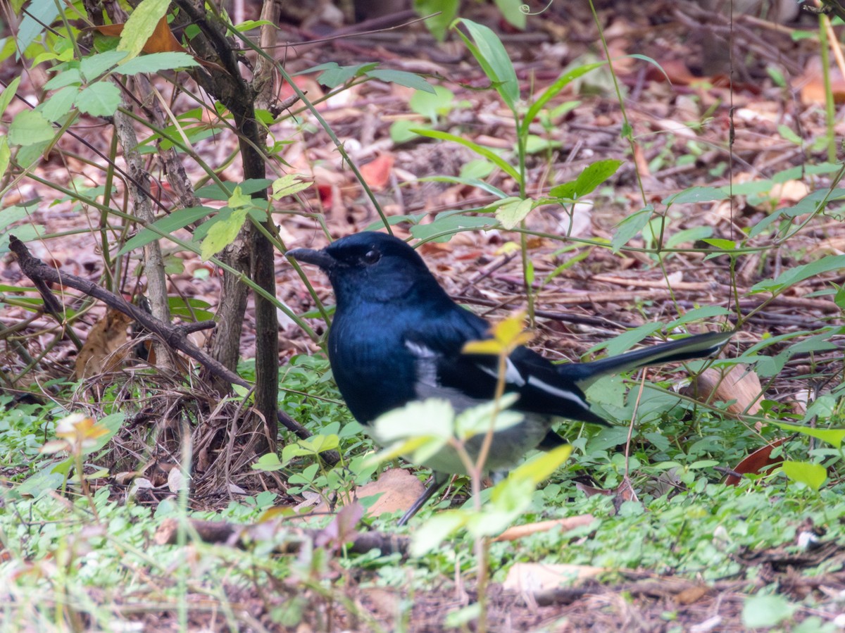 Oriental Magpie-Robin - ML644070094