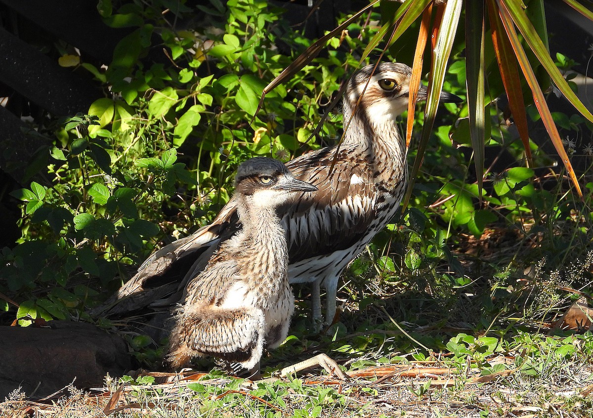 Bush Thick-knee - ML644070099