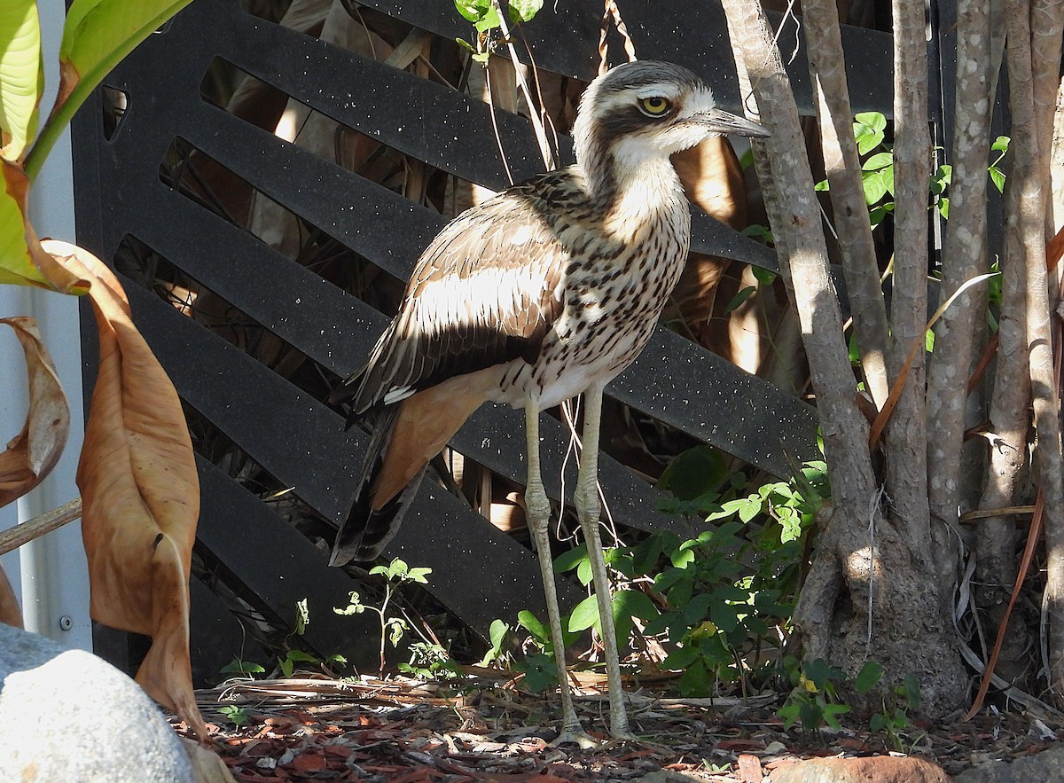 Bush Thick-knee - ML644070100