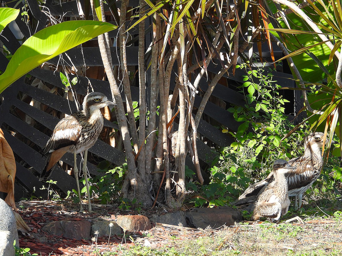Bush Thick-knee - ML644070101