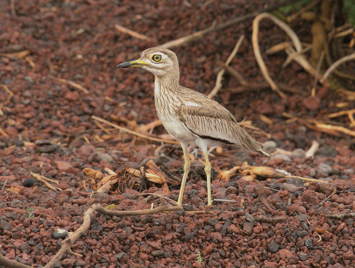 Лежень річковий - ML644070143