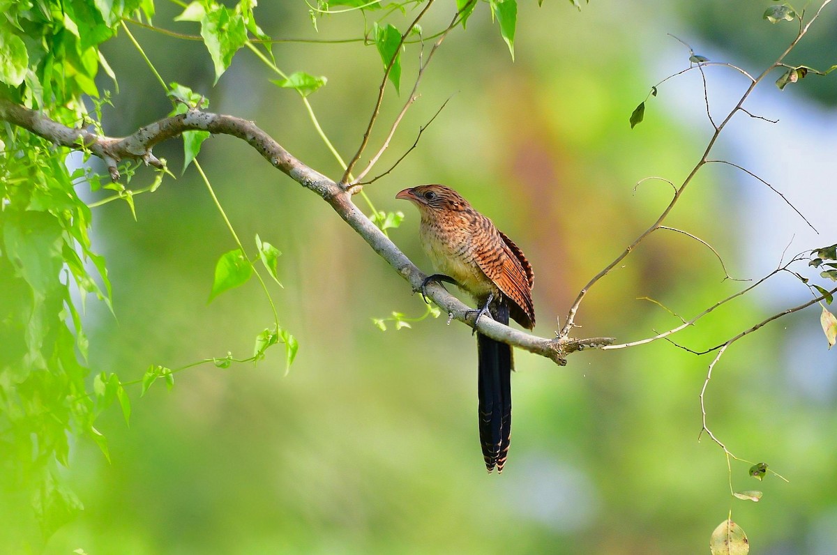 Lesser Coucal - ML644070151