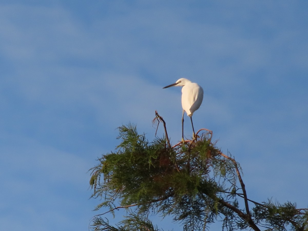 Little Egret - ML644070169