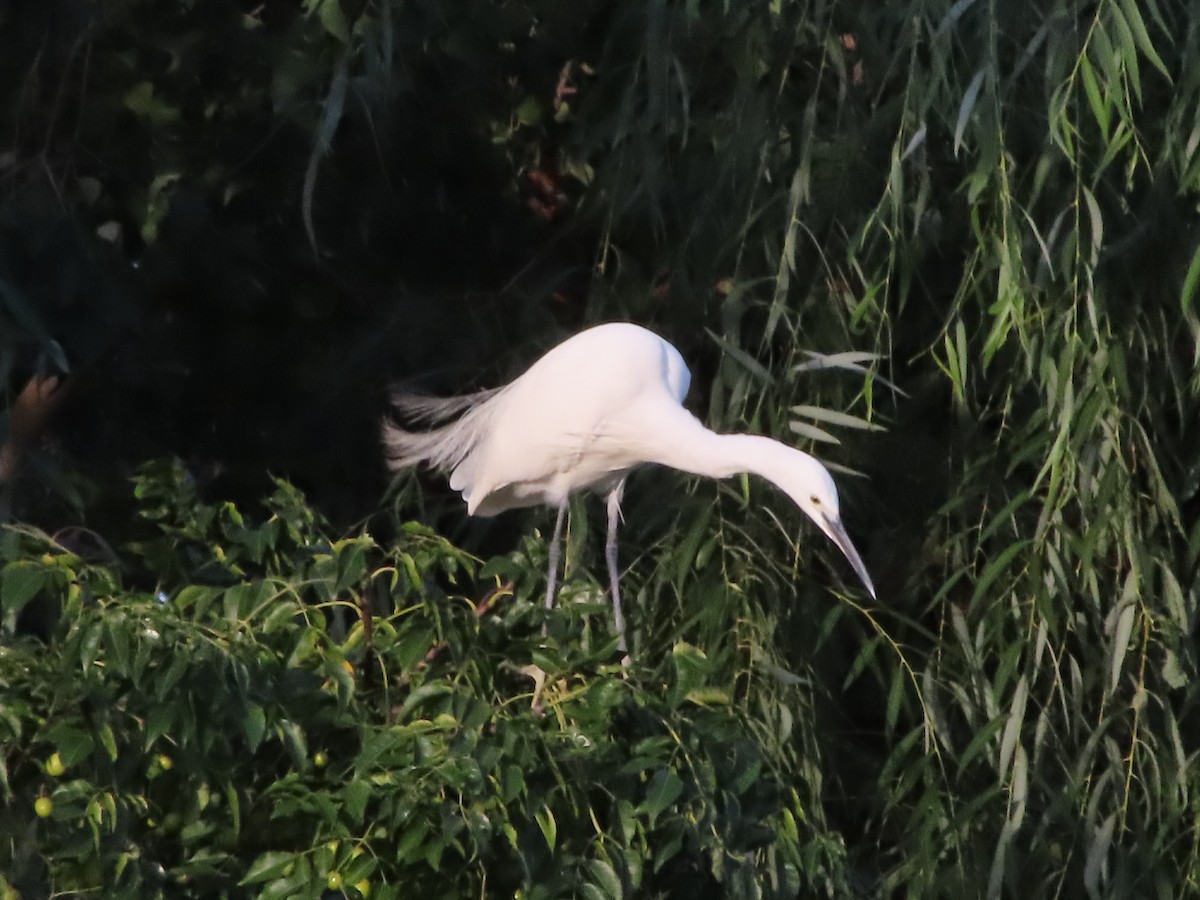 Little Egret - ML644070170