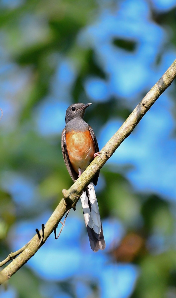 White-rumped Shama (White-rumped) - ML644070172