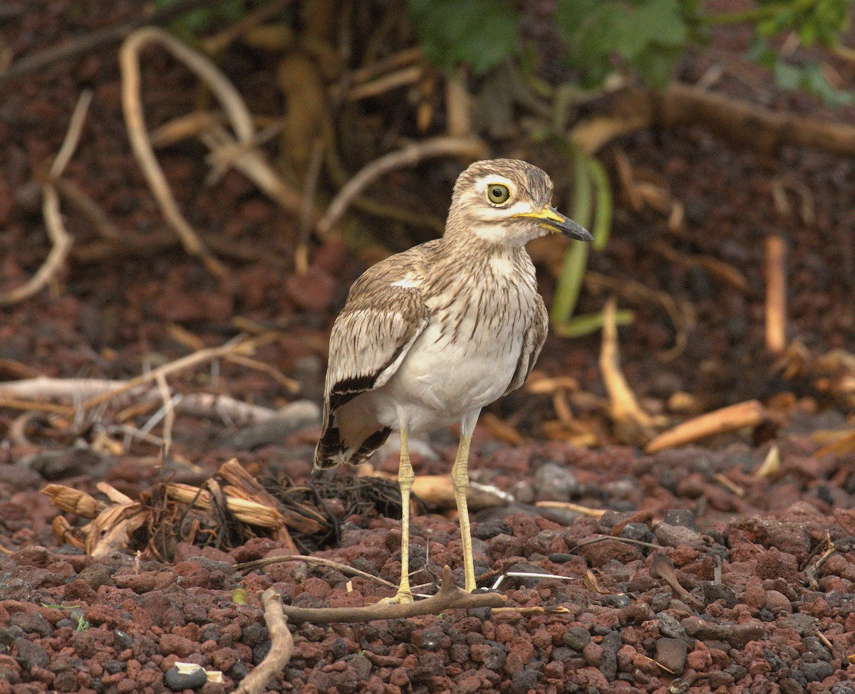 Лежень річковий - ML644070176