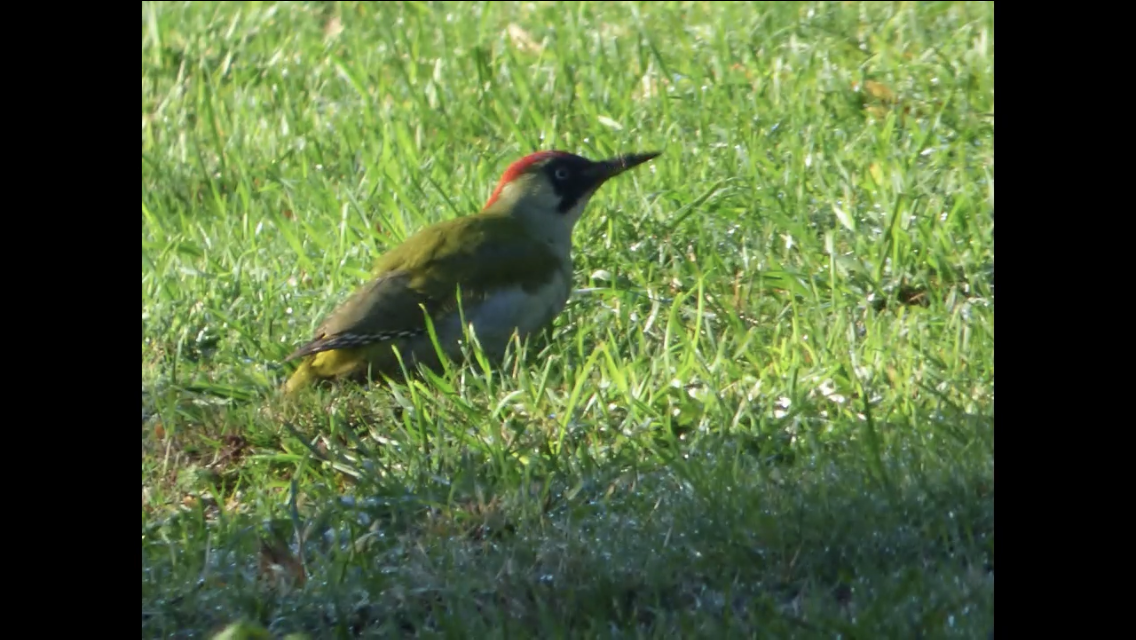 Eurasian Green Woodpecker - ML644070187