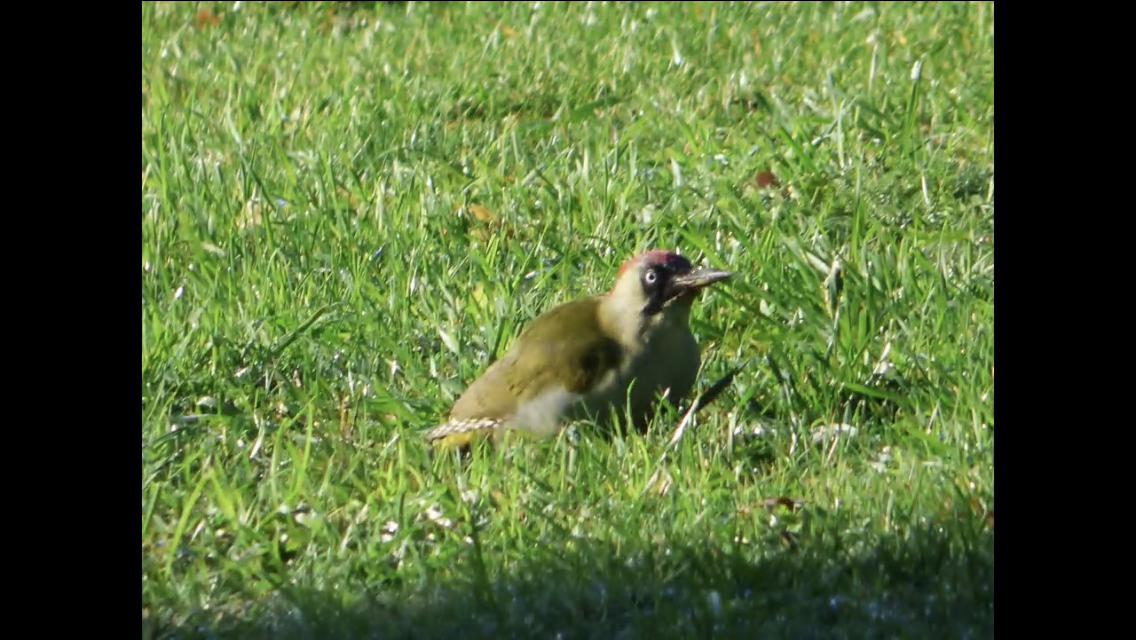 Eurasian Green Woodpecker - ML644070188