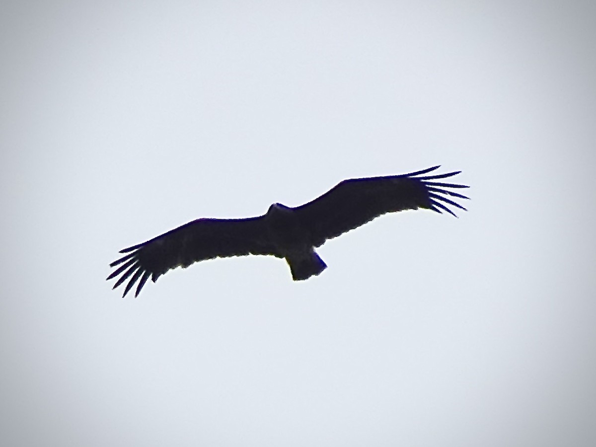Greater Spotted Eagle - ML644070209