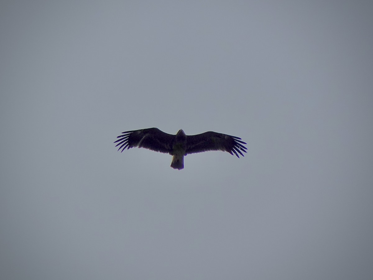 Greater Spotted Eagle - ML644070210