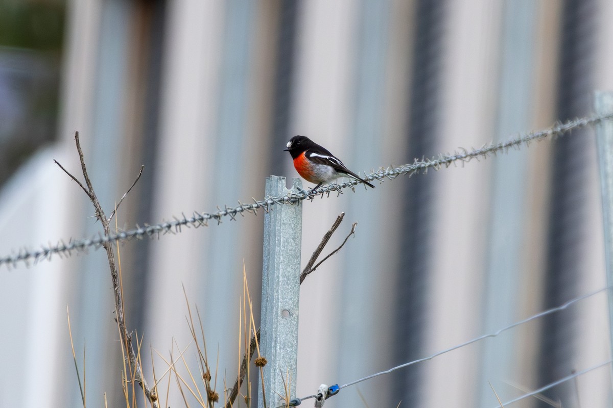 サンショクヒタキ（boodang／leggii） - ML644070212