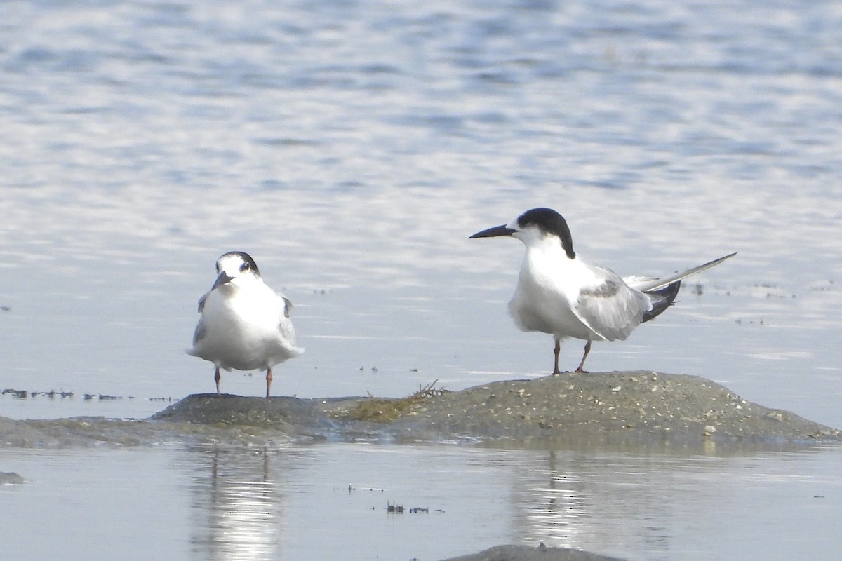 Gull-billed Tern - ML644070234