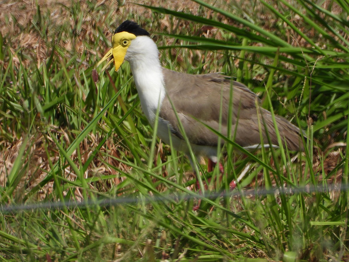 Hegabera maskaraduna - ML644070237