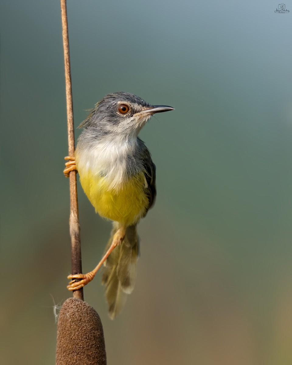 Prinia à ventre jaune - ML644070238