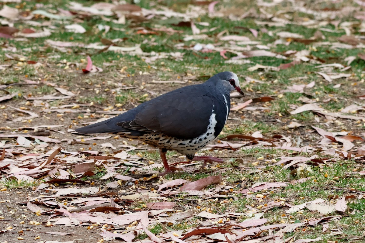Wongataube - ML644070243