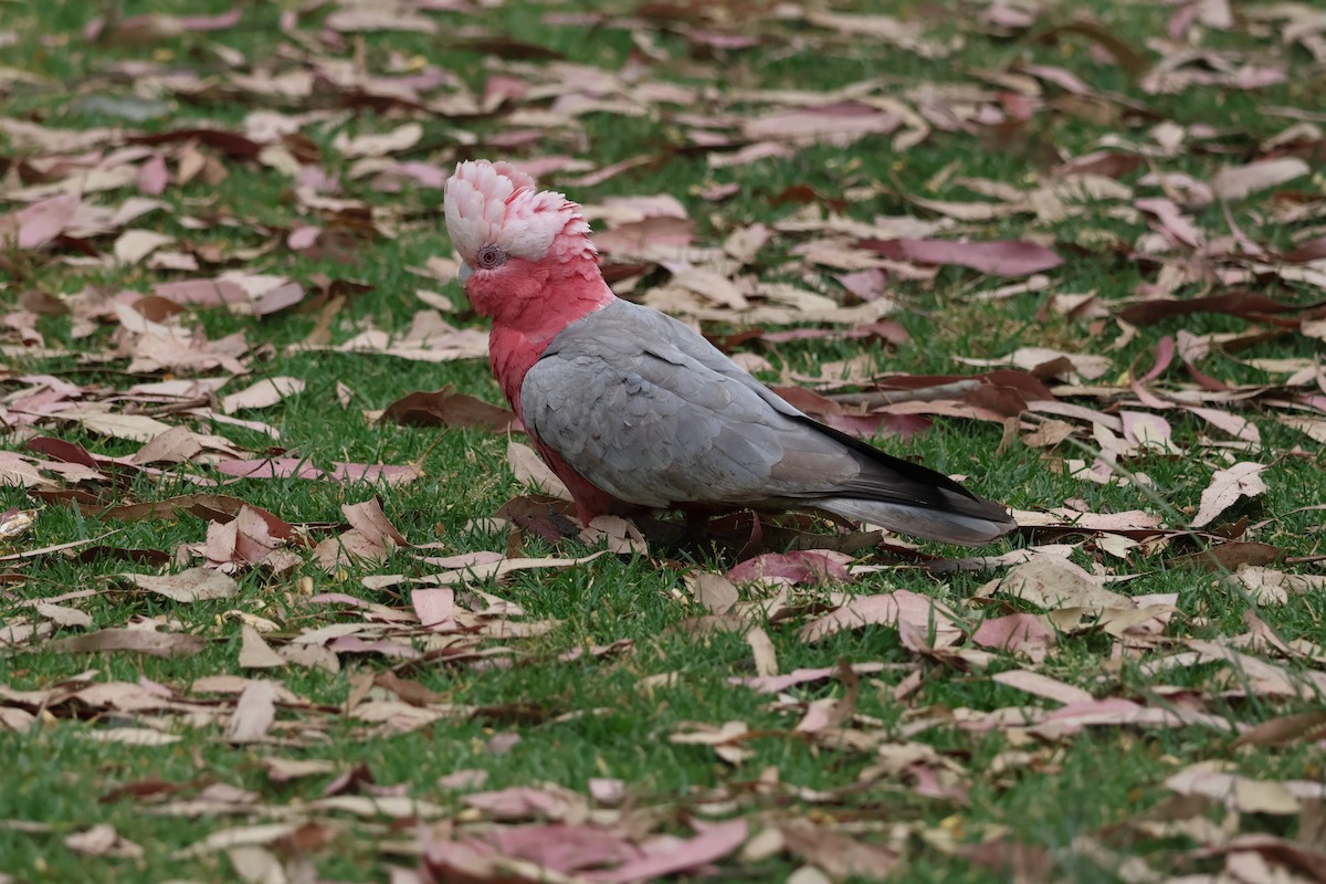 Galah - ML644070257