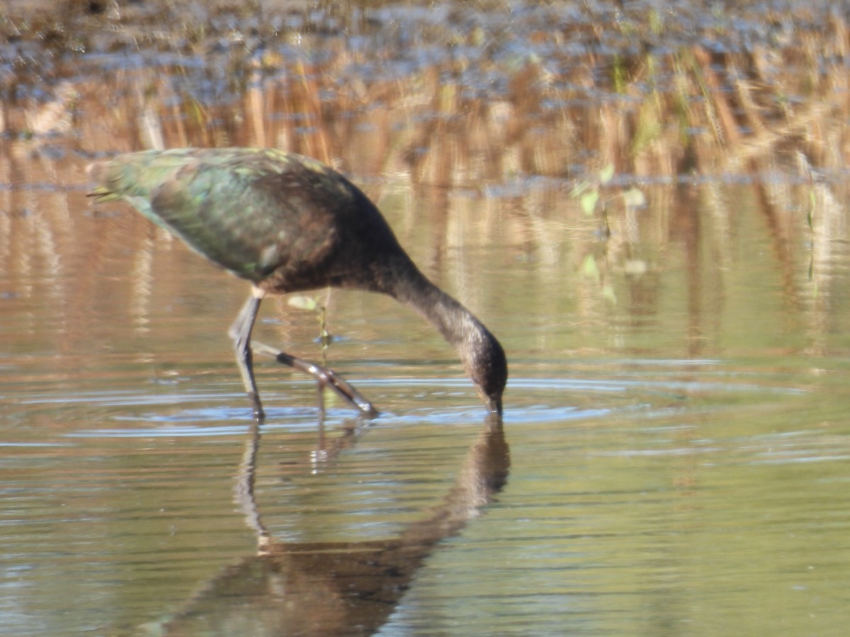 Glossy/White-faced Ibis - ML644070261