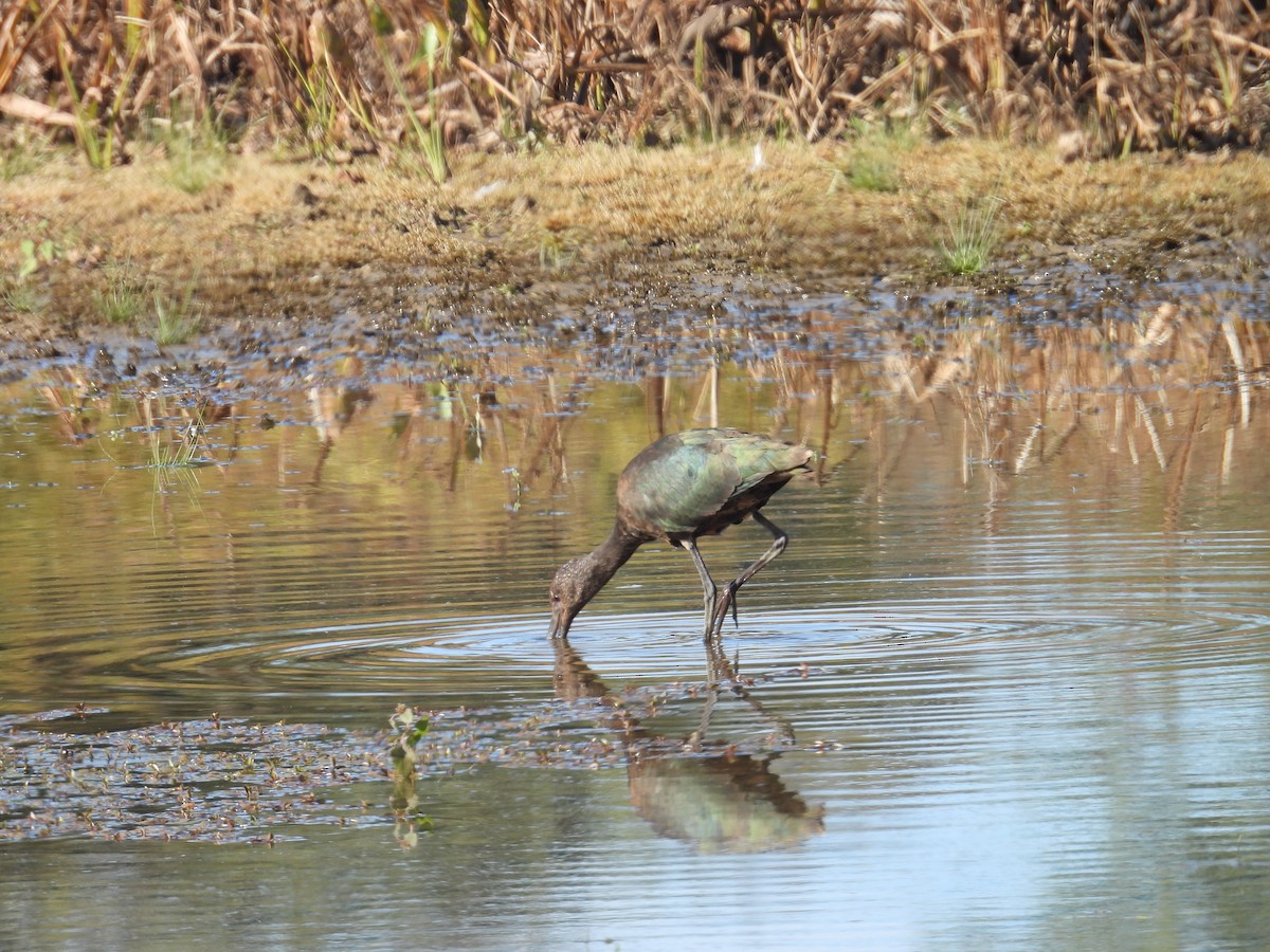 Glossy/White-faced Ibis - ML644070262