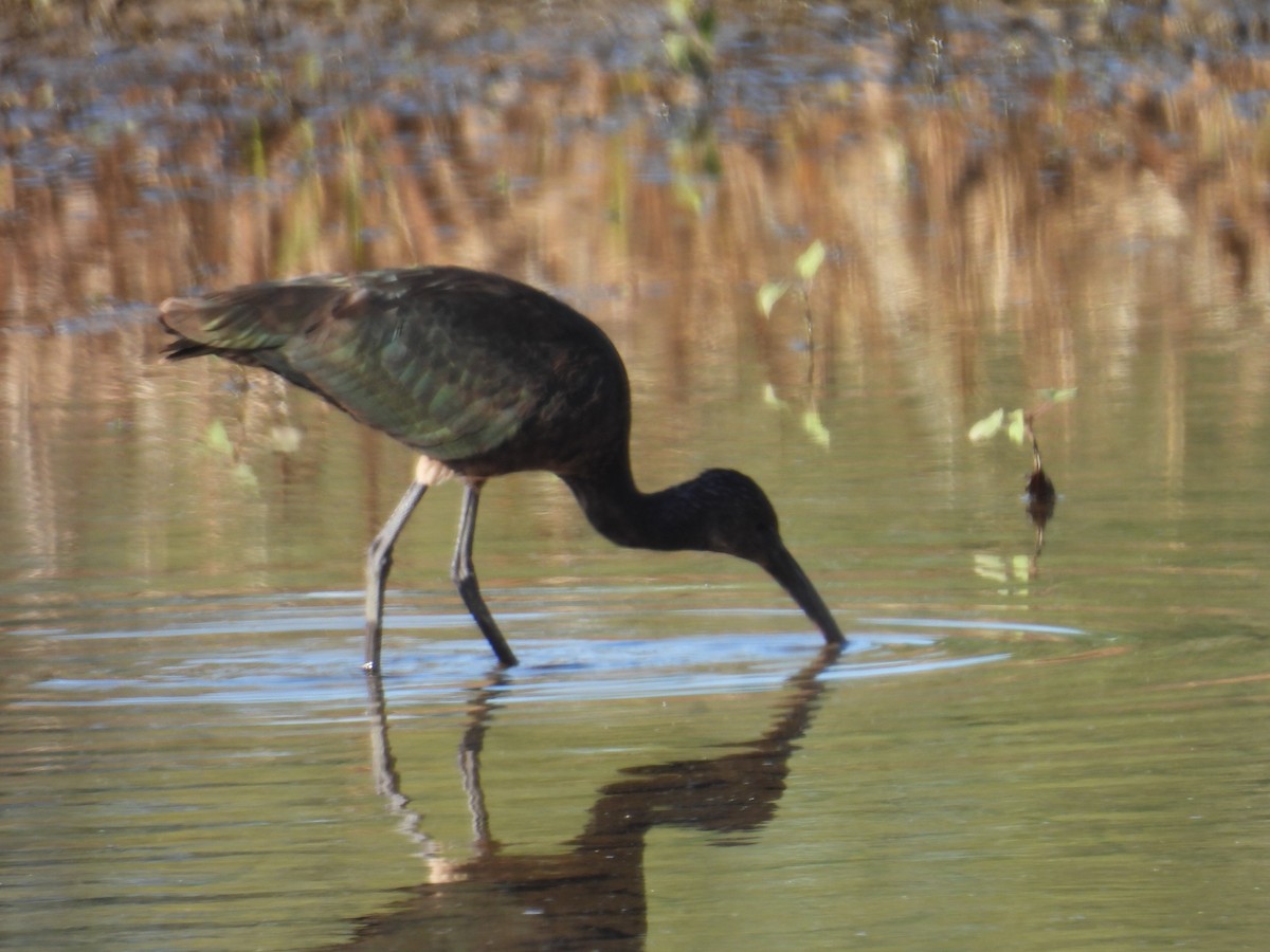 Glossy/White-faced Ibis - ML644070263
