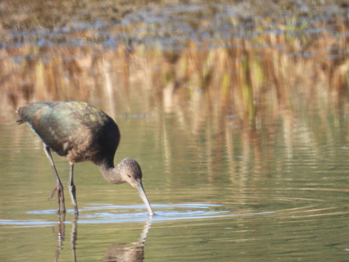 Glossy/White-faced Ibis - ML644070264