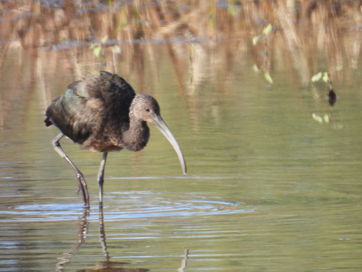 Glossy/White-faced Ibis - ML644070265