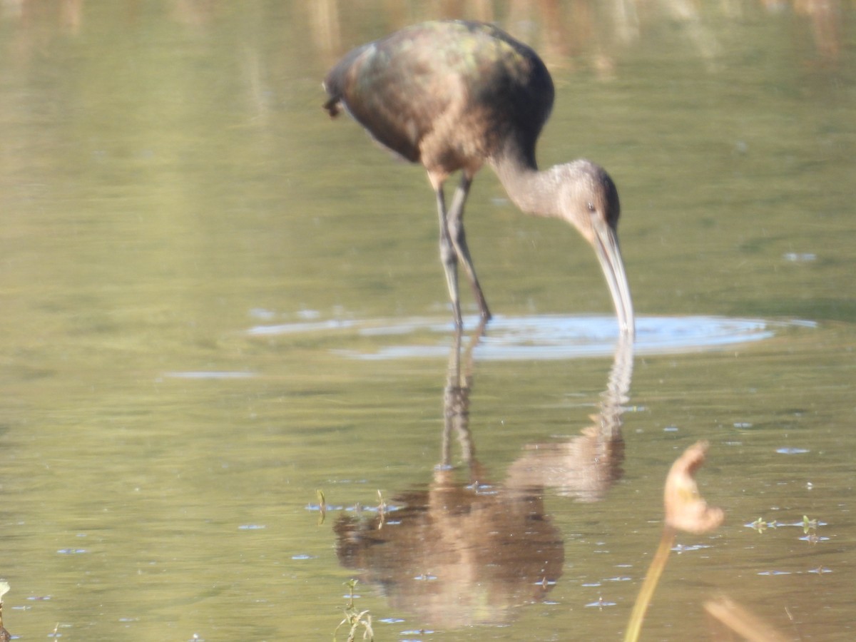 Glossy/White-faced Ibis - ML644070266