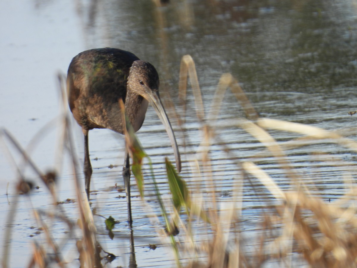 Glossy/White-faced Ibis - ML644070267