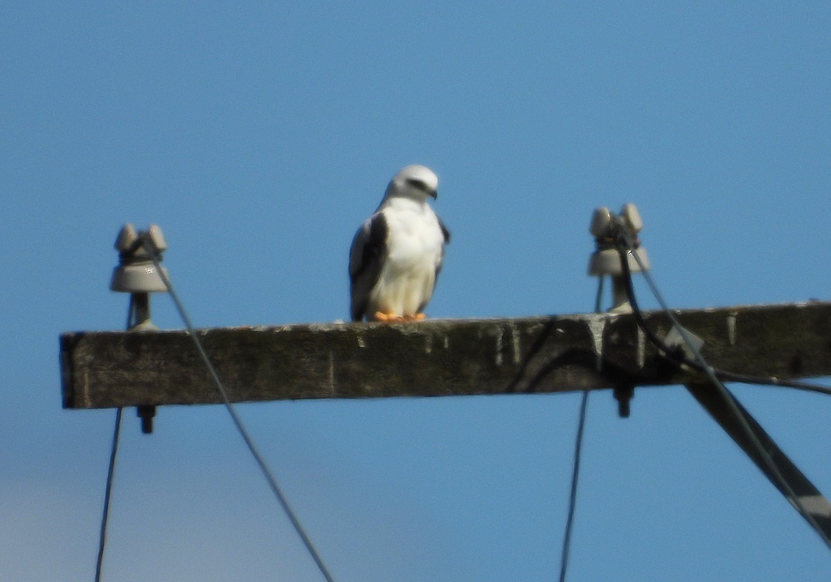 Black-shouldered Kite - ML644070269