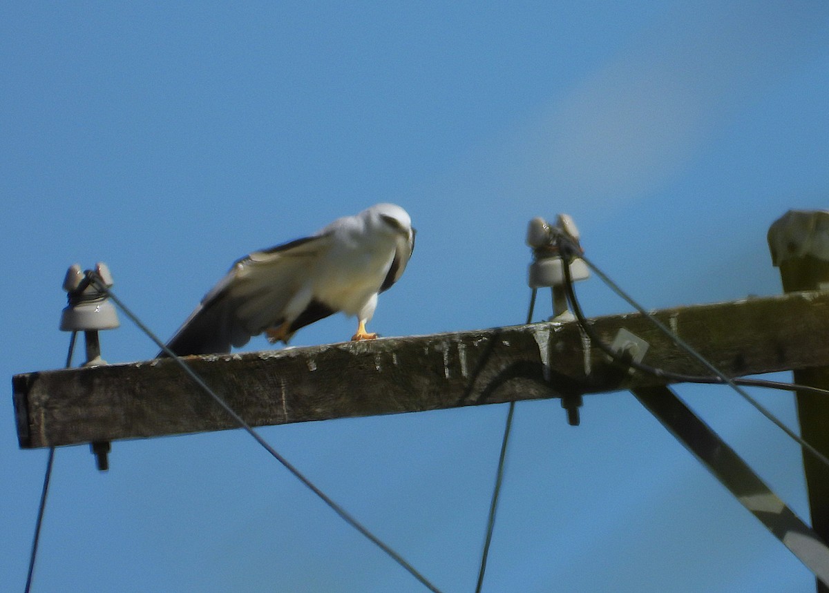 Black-shouldered Kite - ML644070270