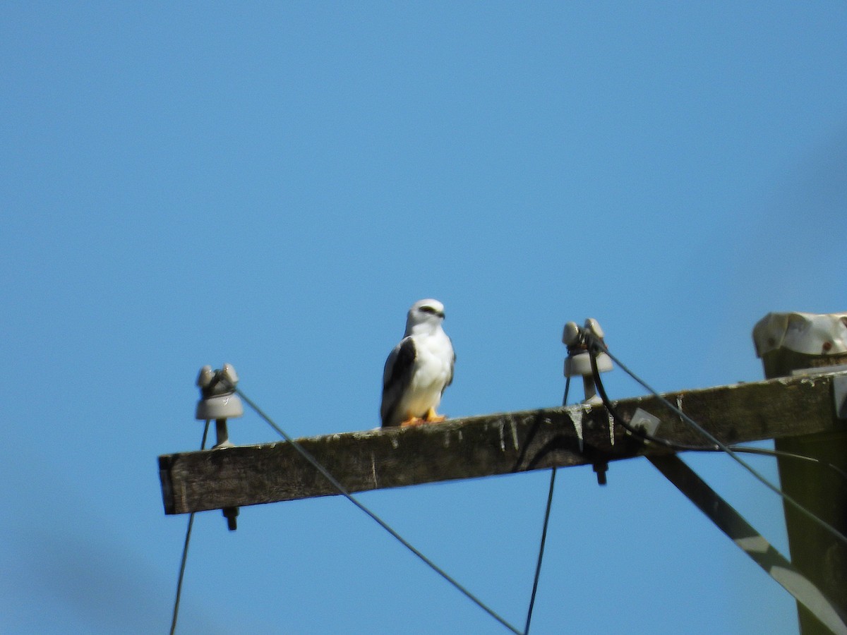 Black-shouldered Kite - ML644070271